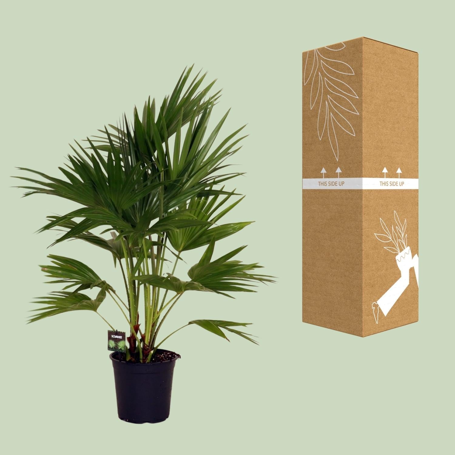 Livistona Chinensis – Fächerpalme – Zimmer – & Terrassenpflanze – Ø24cm – Ca. 100cm hoch-2