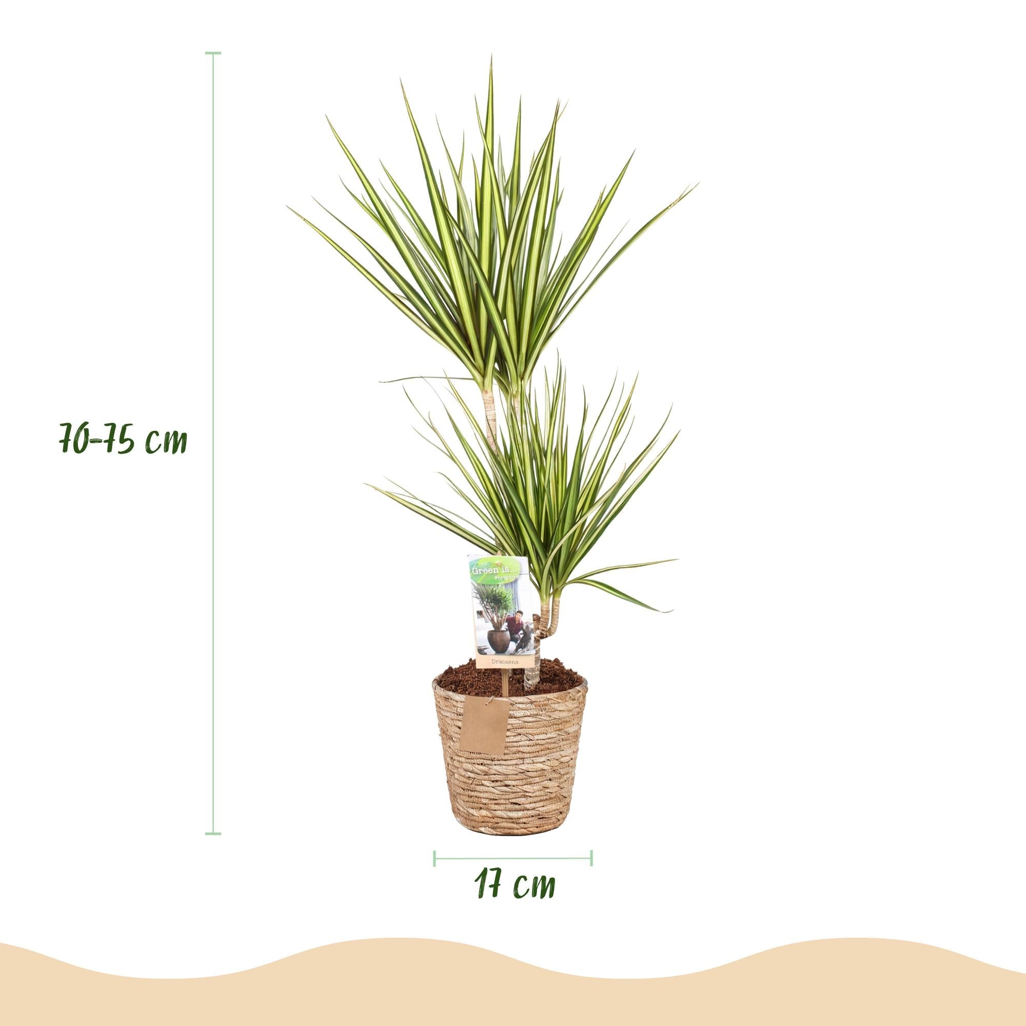 Dracaena Sunray – 70-75cm – 17cm inkl. Naturkorb – Pflegeleichter Drachenbaum – Grün – Gelbes Blattwerk-2