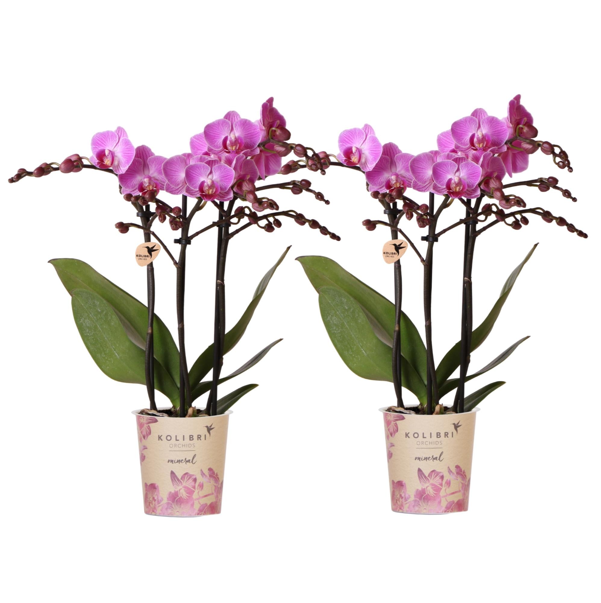 Phalaenopsis Orchideen Wien – 2 Orchideen – Ø9cm – Dunkelrosa/Violett blühende Multiflora Orchideen – Zimmerpflanzen – Frisch vom Züchter-0