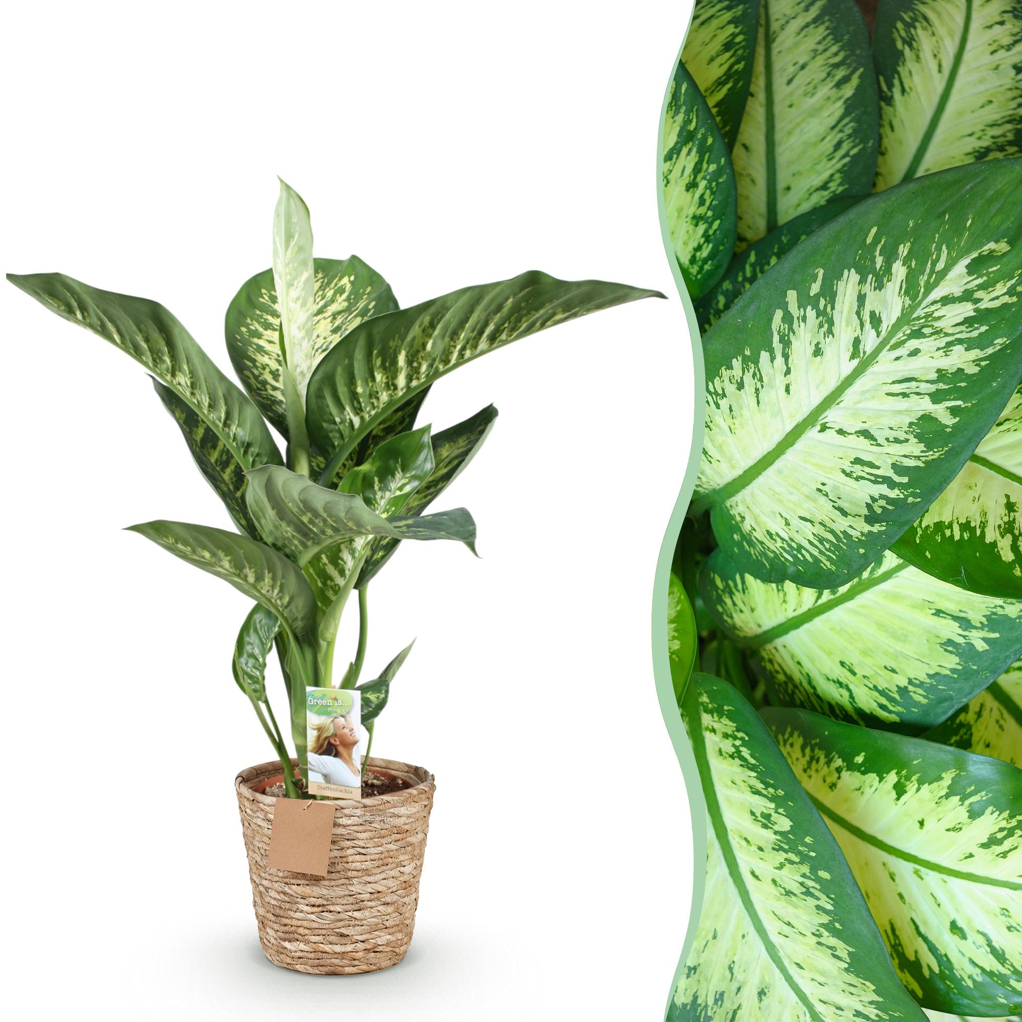 Dieffenbachia Tropic Snow – 90-100cm – 21cm inkl. Naturkorb – Pflegeleichte bunte Zimmerpflanze – Großes grün – weißes Blattwerk-1