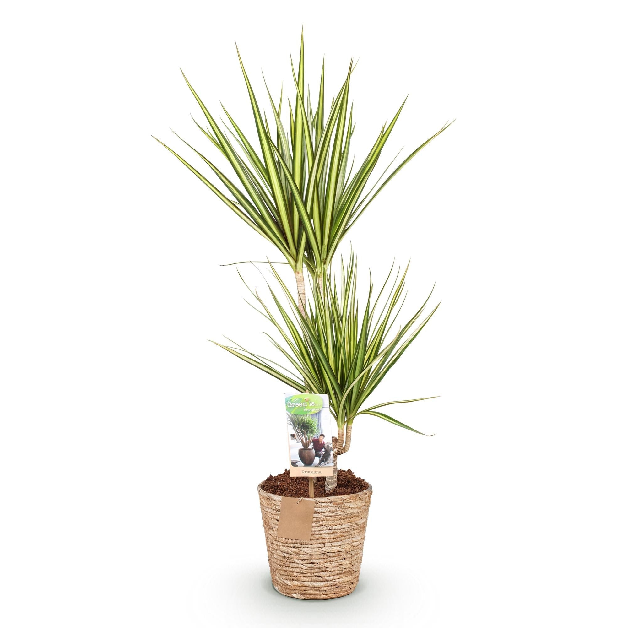 Dracaena Sunray – 70-75cm – 17cm inkl. Naturkorb – Pflegeleichter Drachenbaum – Grün – Gelbes Blattwerk-0