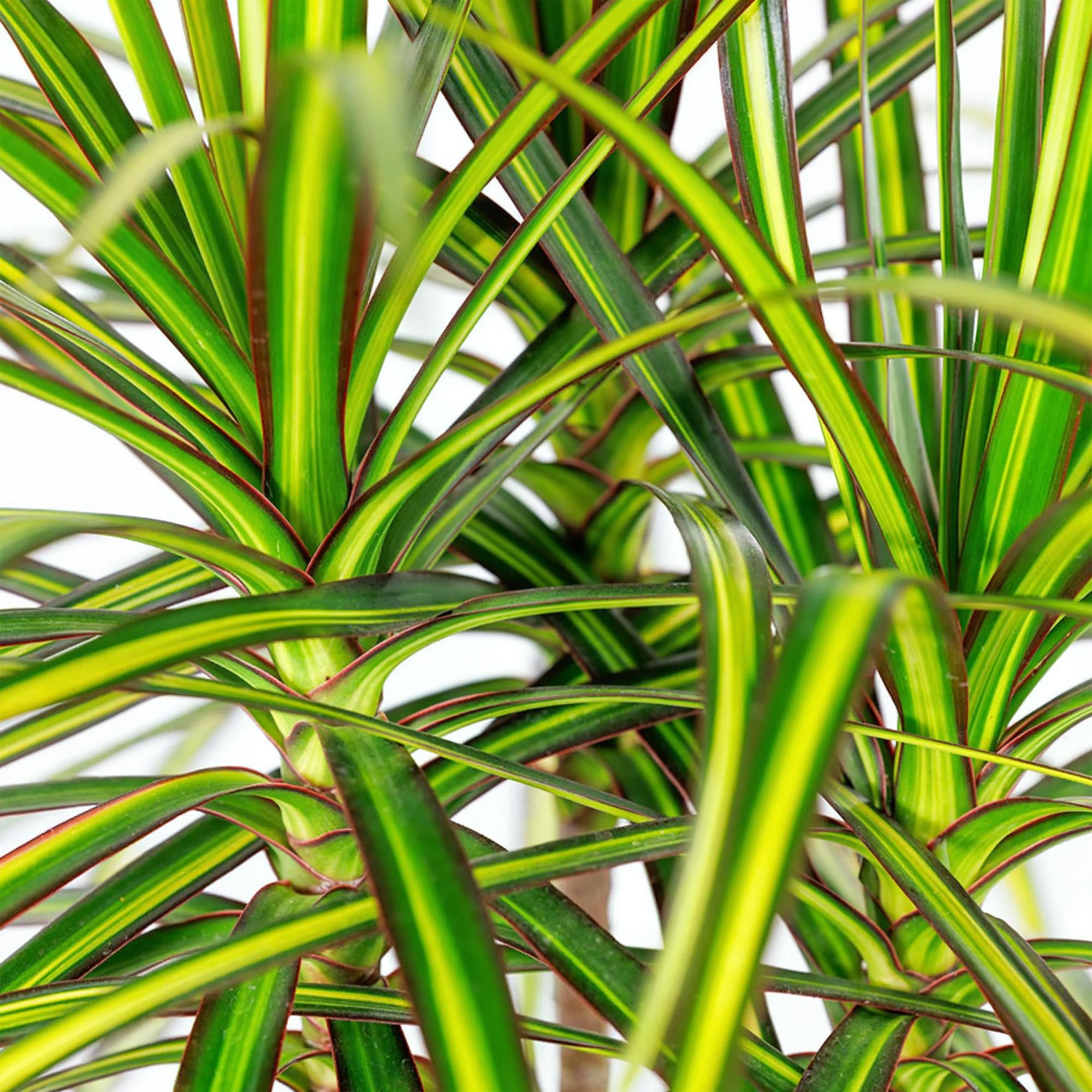 Dracaena Sunray – 70-75cm – 17cm inkl. Naturkorb – Pflegeleichter Drachenbaum – Grün – Gelbes Blattwerk-4