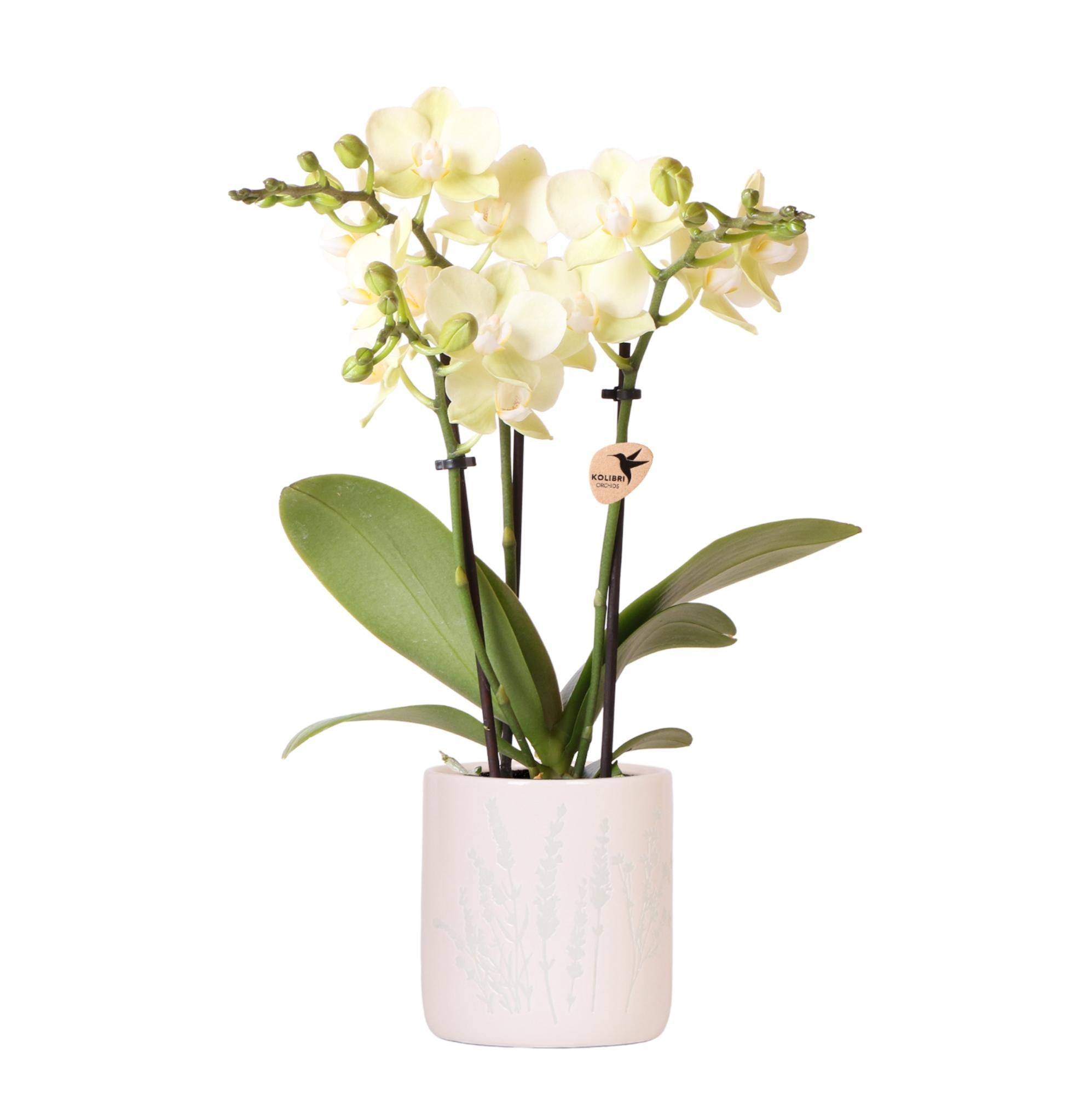 Gelbe Orchidee Mexico im hellblauen Floral Ziertopf Ø9cm – Zimmerpflanze mit 2-3 Zweigen-0