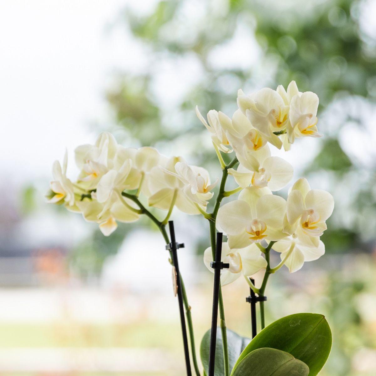 Gelbe Orchidee Mexico im hellblauen Floral Ziertopf Ø9cm – Zimmerpflanze mit 2-3 Zweigen-2