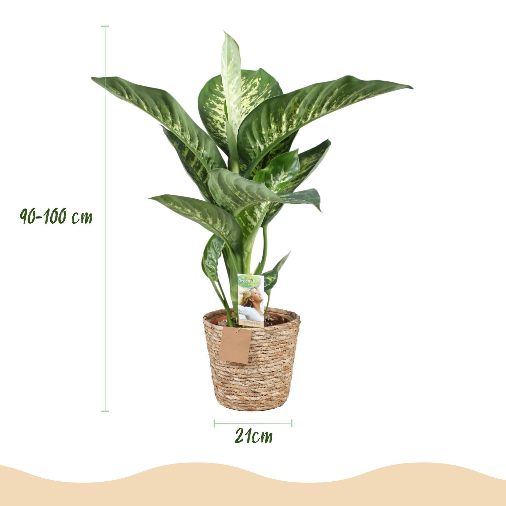 Dieffenbachia Tropic Snow – 90-100cm – 21cm inkl. Naturkorb – Pflegeleichte bunte Zimmerpflanze – Großes grün – weißes Blattwerk-2