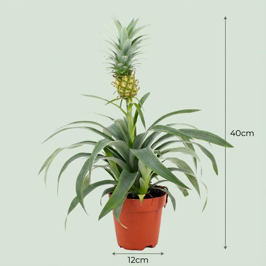 Ananaspflanze Mi Amigo – Ø12cm – Höhe 35-40cm – Tropische Zimmerpflanze mit dekorativer Mini – Ananas – Exotische Pflanze für Wohnraum & Büro-3