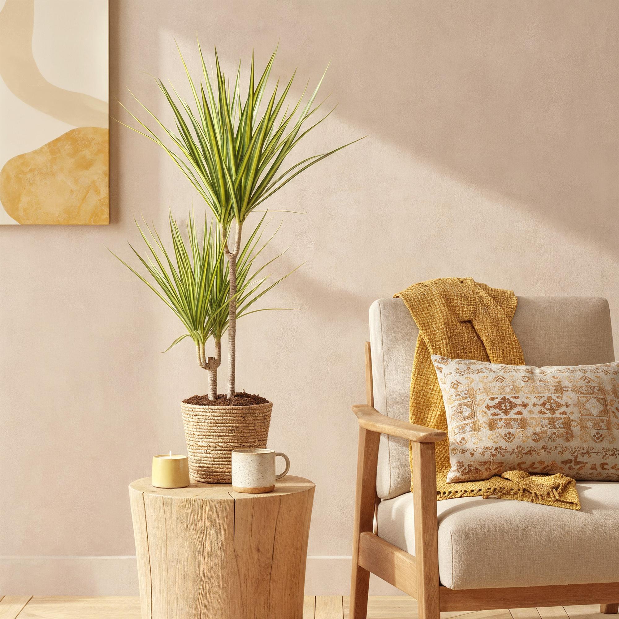 Dracaena Sunray – 70-75cm – 17cm inkl. Naturkorb – Pflegeleichter Drachenbaum – Grün – Gelbes Blattwerk-3
