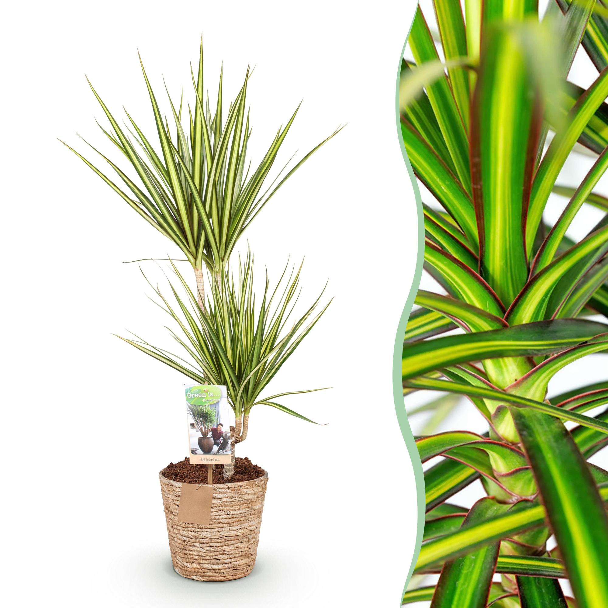 Dracaena Sunray – 70-75cm – 17cm inkl. Naturkorb – Pflegeleichter Drachenbaum – Grün – Gelbes Blattwerk