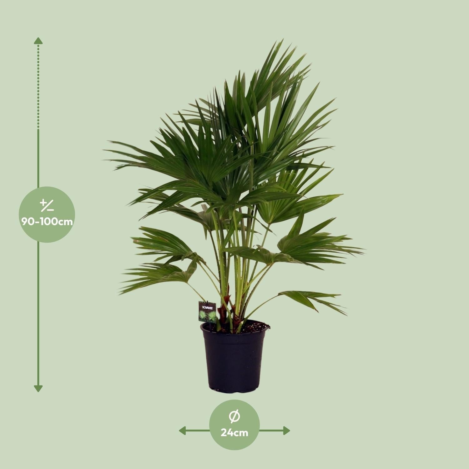 Livistona Chinensis – Fächerpalme – Zimmer – & Terrassenpflanze – Ø24cm – Ca. 100cm hoch-1