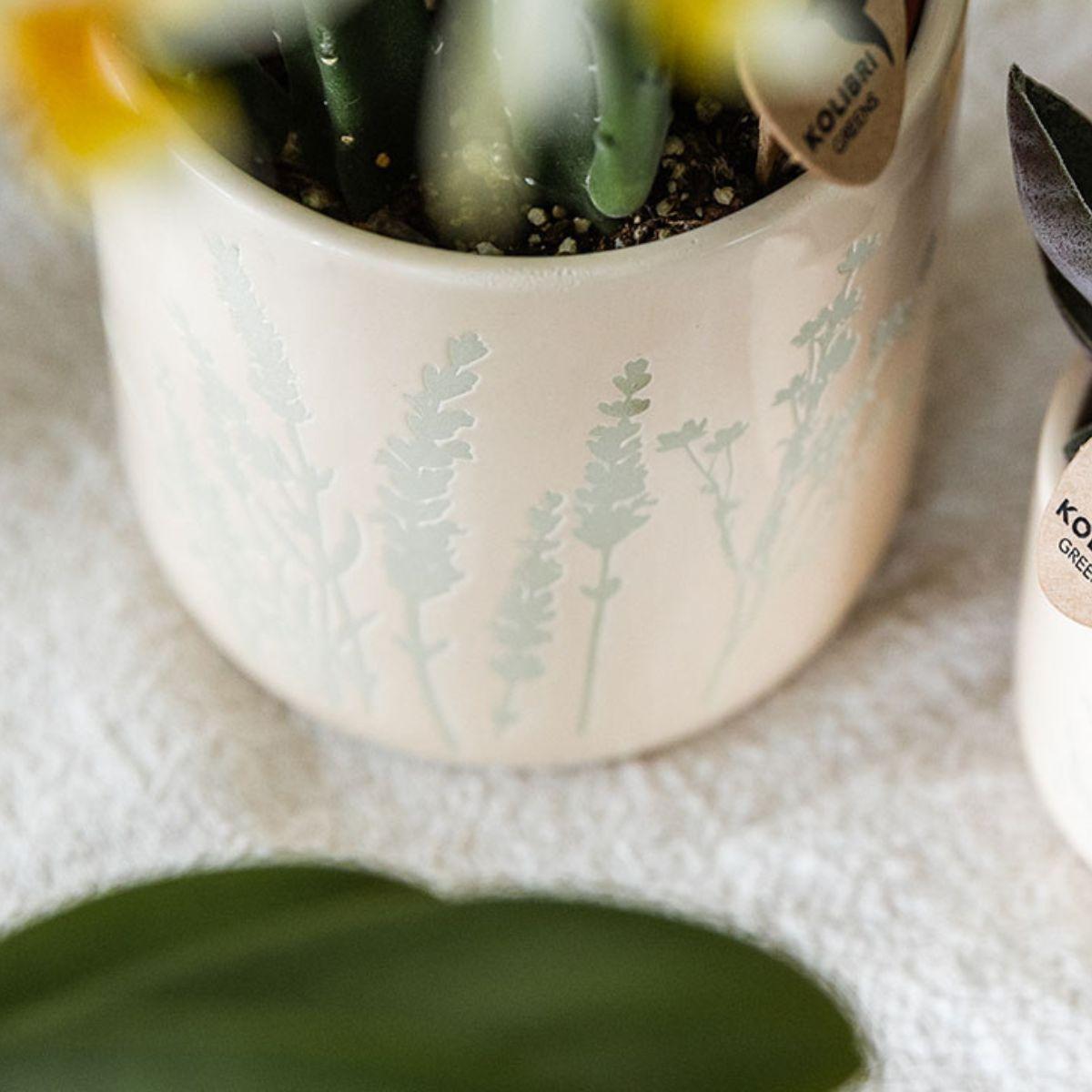 Gelbe Orchidee Mexico im hellblauen Floral Ziertopf Ø9cm – Zimmerpflanze mit 2-3 Zweigen-1