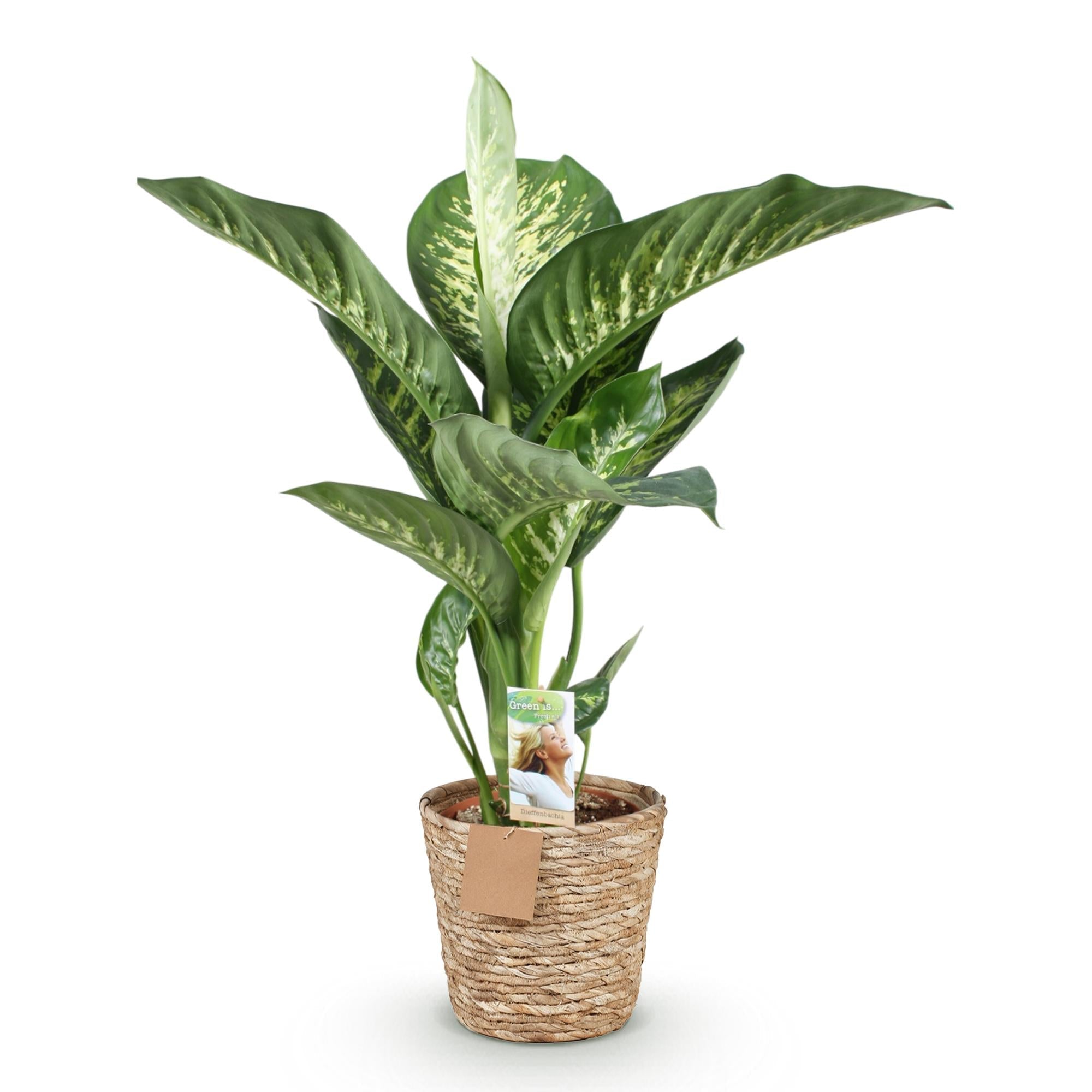 Dieffenbachia Tropic Snow – 90-100cm – 21cm inkl. Naturkorb – Pflegeleichte bunte Zimmerpflanze – Großes grün – weißes Blattwerk-0