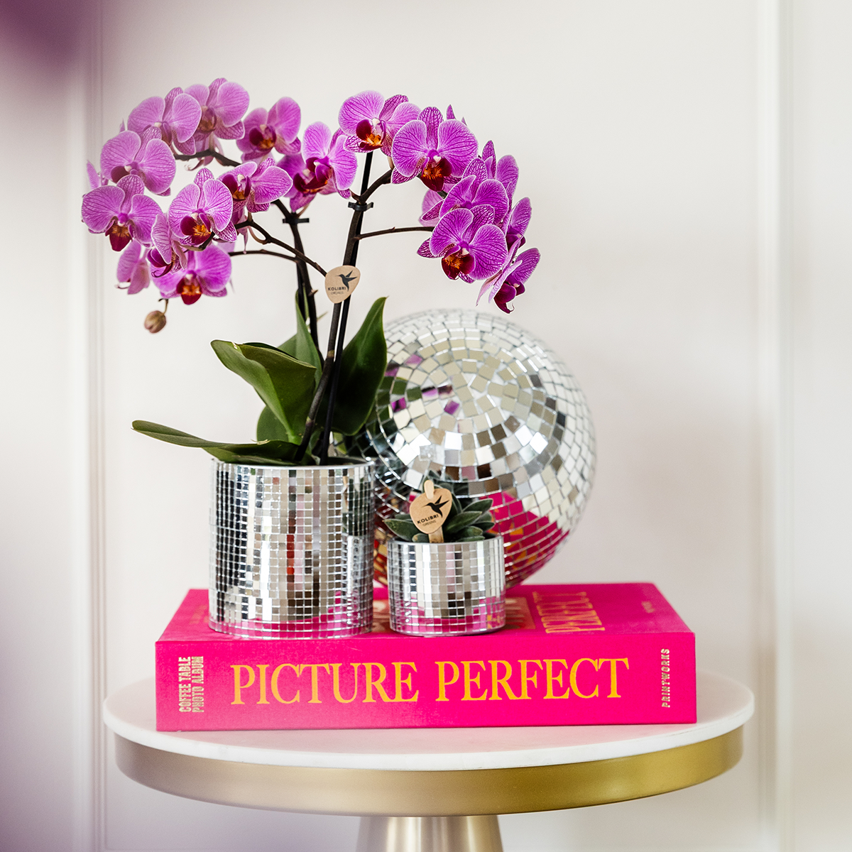 Phalaenopsis Orchideen Wien – 2 Orchideen – Ø9cm – Dunkelrosa/Violett blühende Multiflora Orchideen – Zimmerpflanzen – Frisch vom Züchter-1