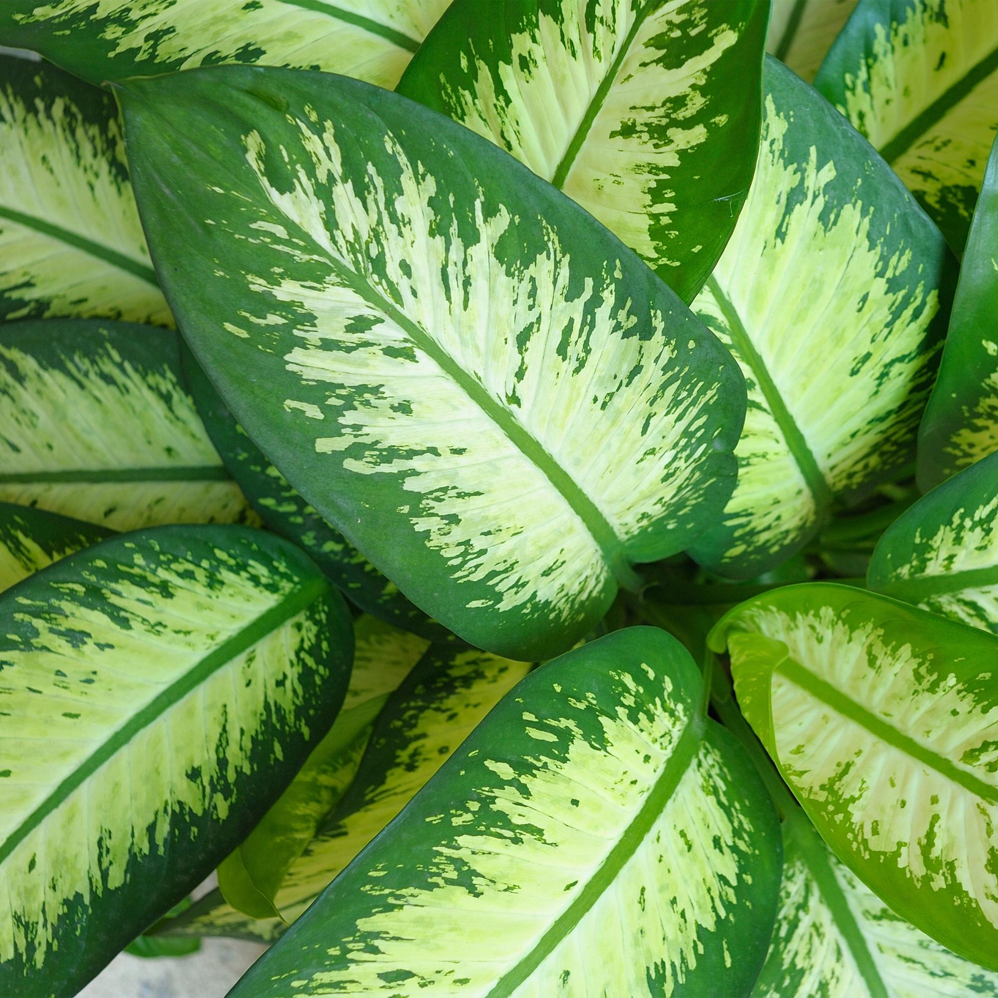 Dieffenbachia Tropic Snow – 90-100cm – 21cm inkl. Naturkorb – Pflegeleichte bunte Zimmerpflanze – Großes grün – weißes Blattwerk-4