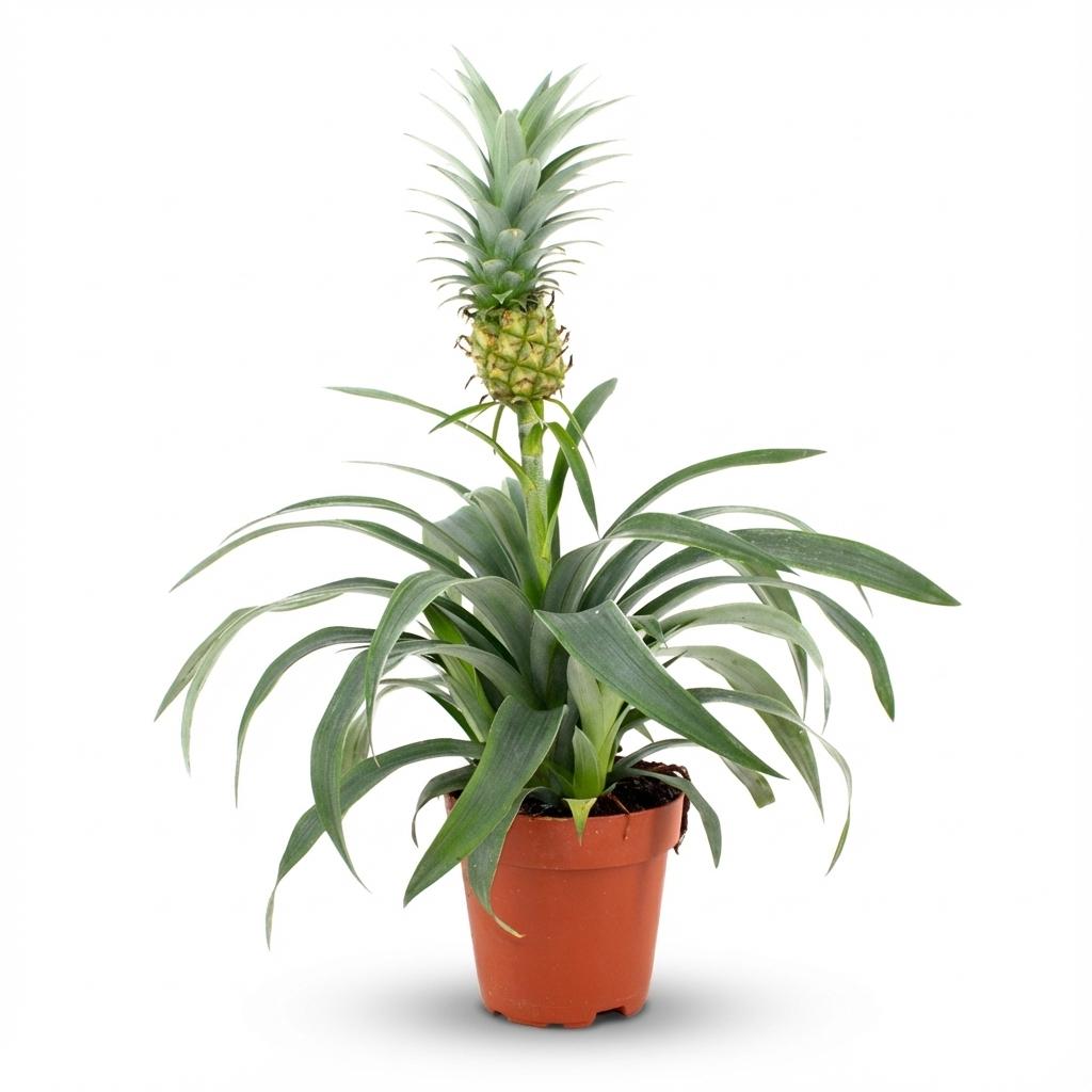Ananaspflanze Mi Amigo – Ø12cm – Höhe 35-40cm – Tropische Zimmerpflanze mit dekorativer Mini – Ananas – Exotische Pflanze für Wohnraum & Büro