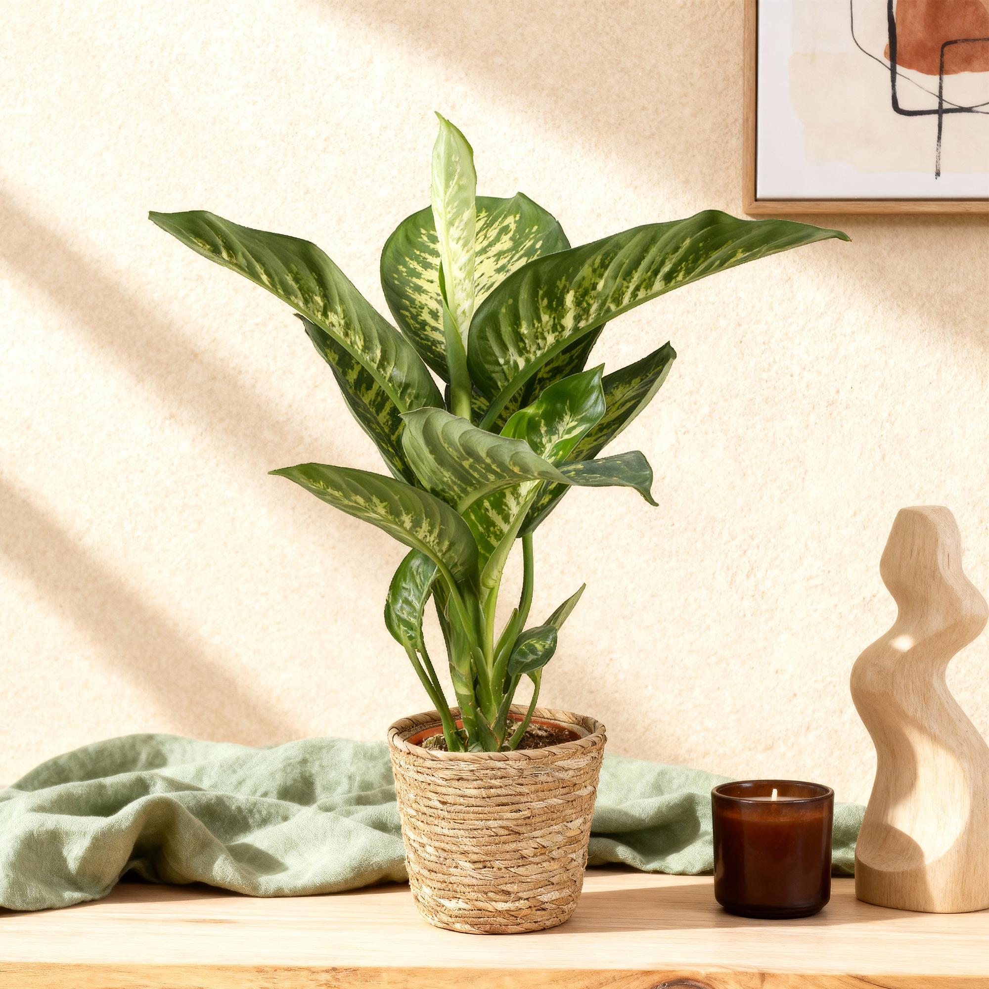 Dieffenbachia Tropic Snow – 90-100cm – 21cm inkl. Naturkorb – Pflegeleichte bunte Zimmerpflanze – Großes grün – weißes Blattwerk-3