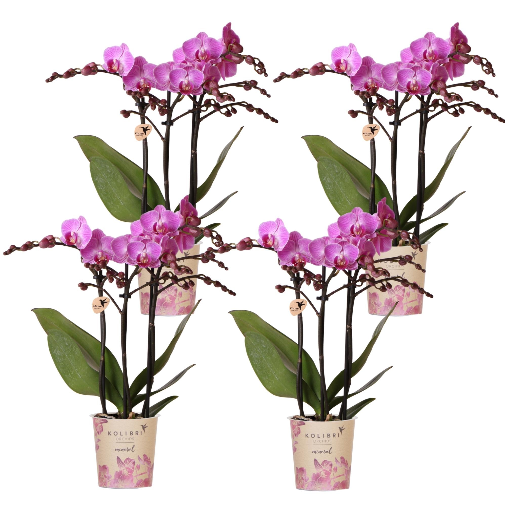 Phalaenopsis Orchideen Wien – 2 Orchideen – Ø9cm – Dunkelrosa/Violett blühende Multiflora Orchideen – Zimmerpflanzen – Frisch vom Züchter