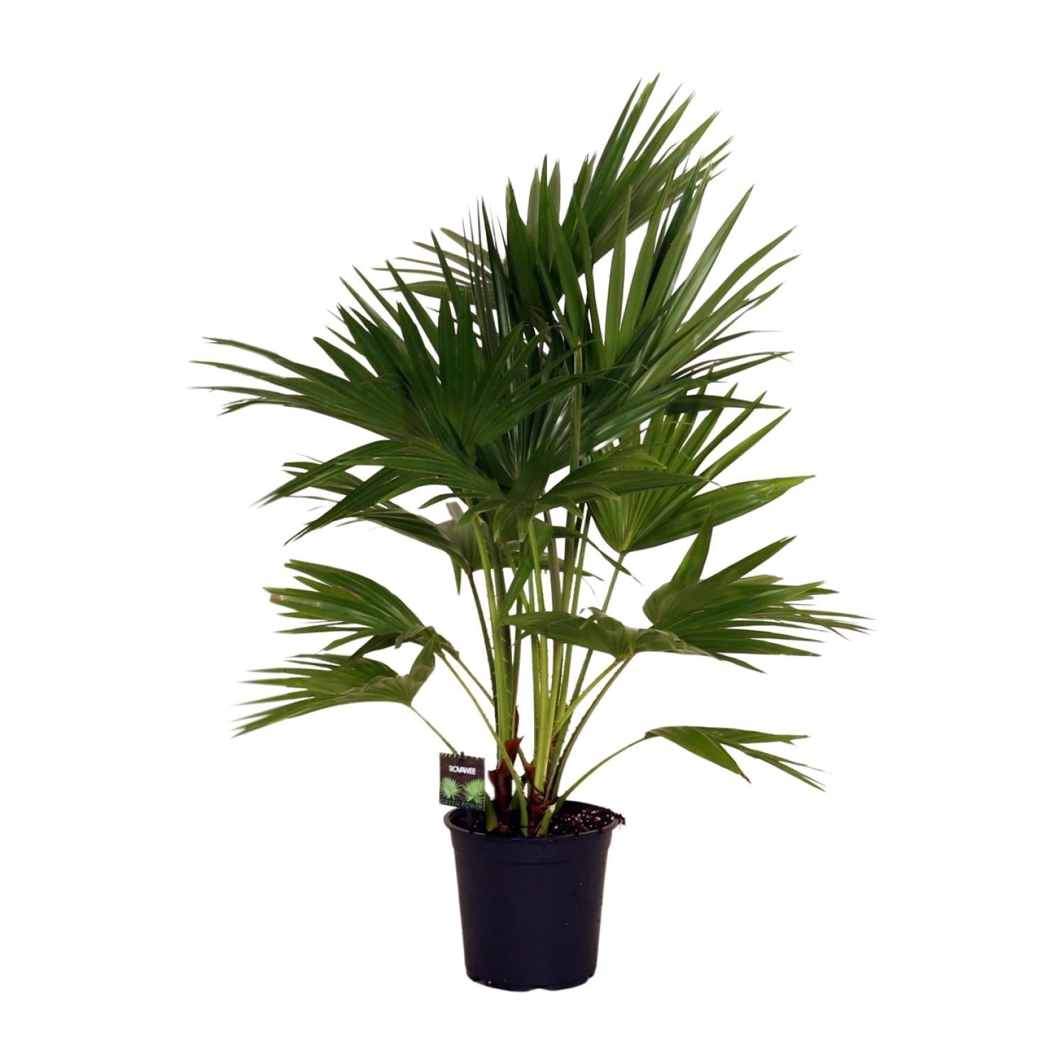 Livistona Chinensis – Fächerpalme – Zimmer – & Terrassenpflanze – Ø24cm – Ca. 100cm hoch-0