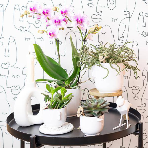 Phalaenopsis Orchidee – Rosa Mineral Rotterdam – Ø9cm – Blühende Zimmerpflanze – 2-3 Zweige – Pflegeleicht & dekorativ – Für Wohnzimmer, Büro & Bad-3