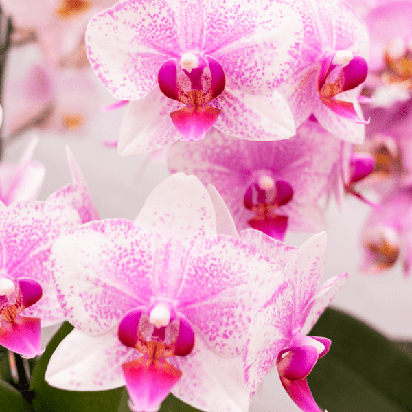 Phalaenopsis Orchidee – Rosa Mineral Rotterdam – Ø9cm – Blühende Zimmerpflanze – 2-3 Zweige – Pflegeleicht & dekorativ – Für Wohnzimmer, Büro & Bad-1