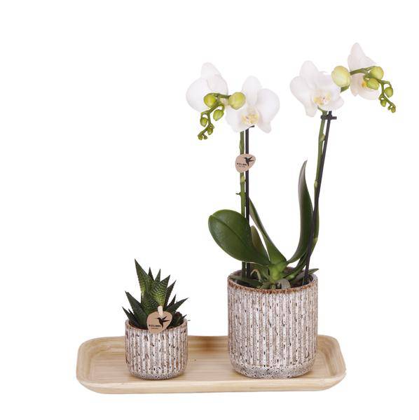 Phalaenopsis Orchidee Amabilis Weiß – Geschenkset mit Jaguar Ziertöpfen, Grünpflanze & Bambustablett-0