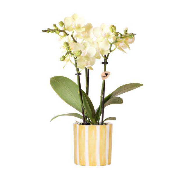 Phalaenopsis Orchidee Mexico Gelb – Zimmerpflanze Ø9cm – inkl. Painted Stripe Topf Gelb – Gelbe Multiflora – Orchidee mit 2-3 Blütenstielen-0