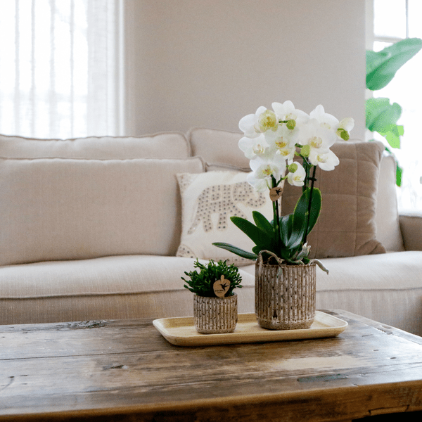 Phalaenopsis Orchidee Amabilis Weiß – Geschenkset mit Jaguar Ziertöpfen, Grünpflanze & Bambustablett-1