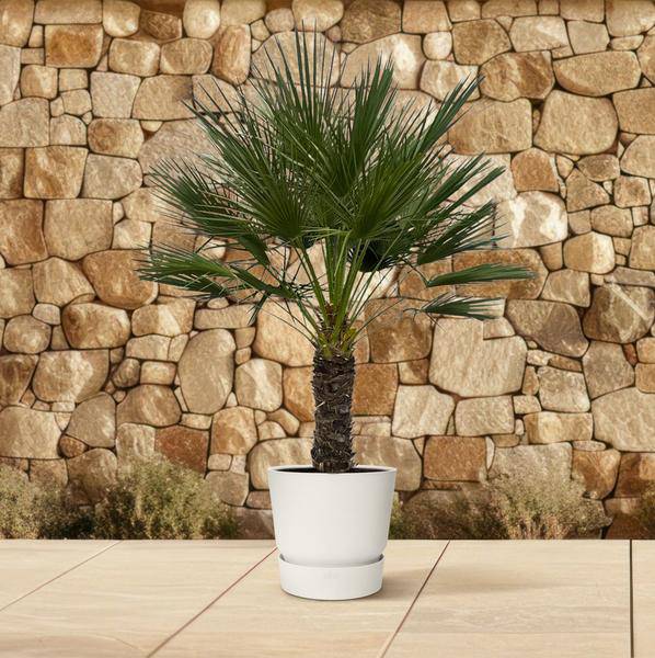 Chamaerops Humilis auf Stiel – Zwergpalme – Fächerpalme – Mediterrane Zimmer – und Kübelpflanze – Ø45cm – ↕150cm-3