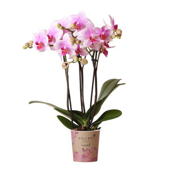 Phalaenopsis Orchidee – Rosa Mineral Rotterdam – Ø9cm – Blühende Zimmerpflanze – 2-3 Zweige – Pflegeleicht & dekorativ – Für Wohnzimmer, Büro & Bad-0