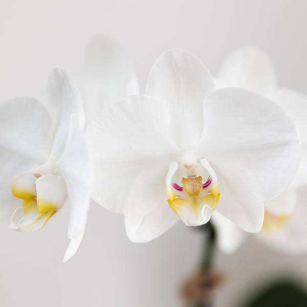 Phalaenopsis Orchidee Amabilis Weiß – Geschenkset mit Jaguar Ziertöpfen, Grünpflanze & Bambustablett-2