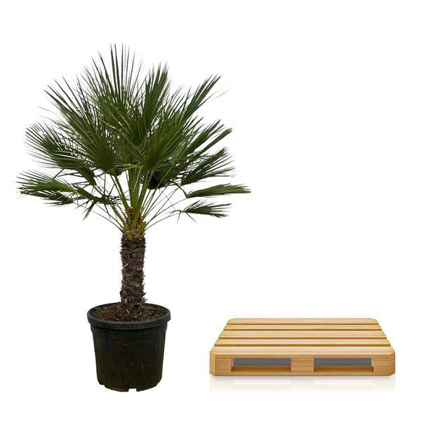 Chamaerops Humilis auf Stiel – Zwergpalme – Fächerpalme – Mediterrane Zimmer – und Kübelpflanze – Ø45cm – ↕150cm-2
