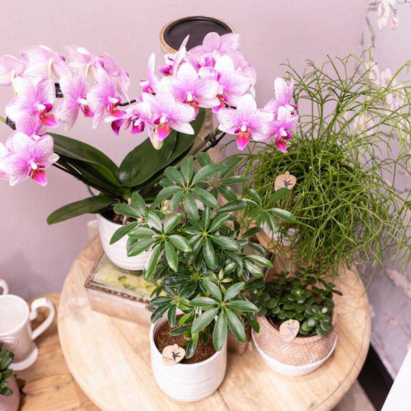 Phalaenopsis Orchidee – Rosa Mineral Rotterdam – Ø9cm – Blühende Zimmerpflanze – 2-3 Zweige – Pflegeleicht & dekorativ – Für Wohnzimmer, Büro & Bad-2