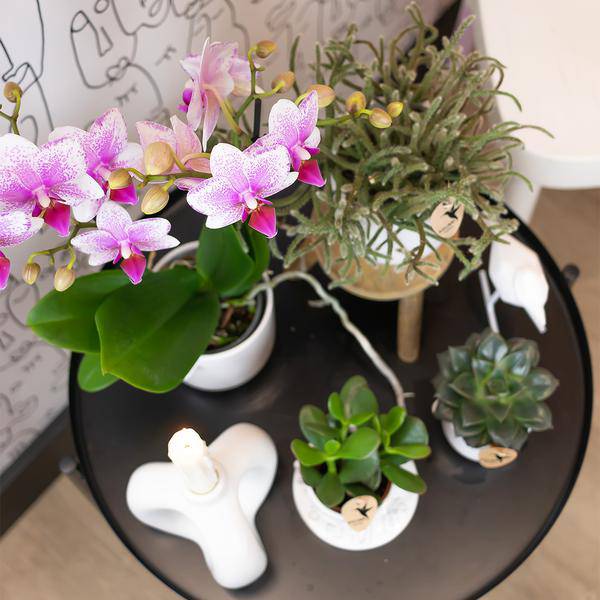 Phalaenopsis Orchidee – Rosa Mineral Rotterdam – Ø9cm – Blühende Zimmerpflanze – 2-3 Zweige – Pflegeleicht & dekorativ – Für Wohnzimmer, Büro & Bad-4