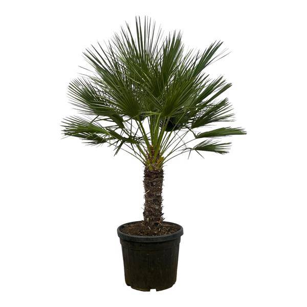 Chamaerops Humilis auf Stiel – Zwergpalme – Fächerpalme – Mediterrane Zimmer – und Kübelpflanze – Ø45cm – ↕150cm-0