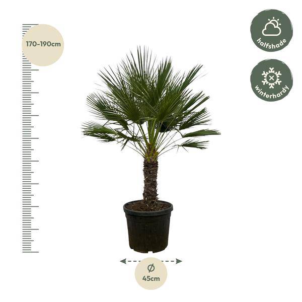 Chamaerops Humilis auf Stiel – Zwergpalme – Fächerpalme – Mediterrane Zimmer – und Kübelpflanze – Ø45cm – ↕150cm-1